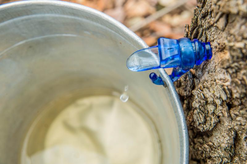 How sweet it is Maine Maple Sunday Weekend Boothbay Register